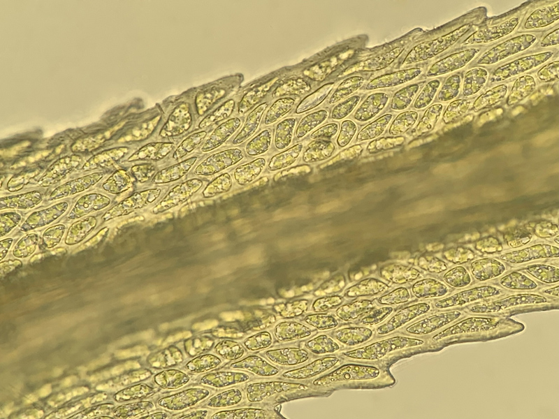 Dicranum brevifolium